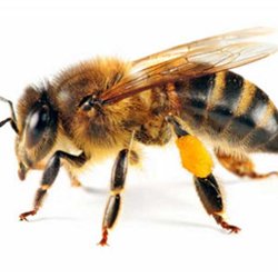 Exterminator Wayne NJ Bee and Wasp Control