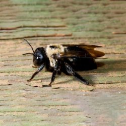 Carpenter Bee Control Exterminator northern New Jersey