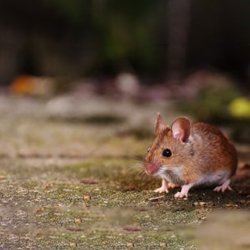 Exterminator Wayne NJ Rodent Control