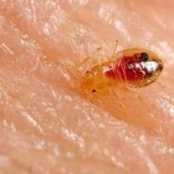 Exterminator Wayne NJ Bed Bug Removal Services