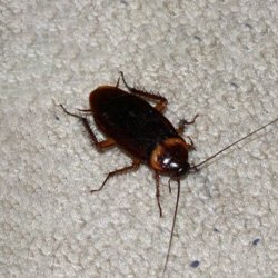 Exterminator Wayne NJ Cockroaches Removal Services