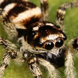 Exterminator Wayne NJ Spider Removal Services