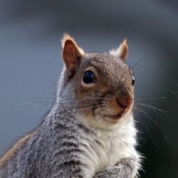 Squirrel Removal Services in Northern New Jersey