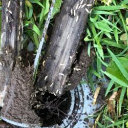 Pest Control Wayne NJ Termite Removal