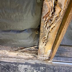 Pest Control Wayne NJ Termite Damage